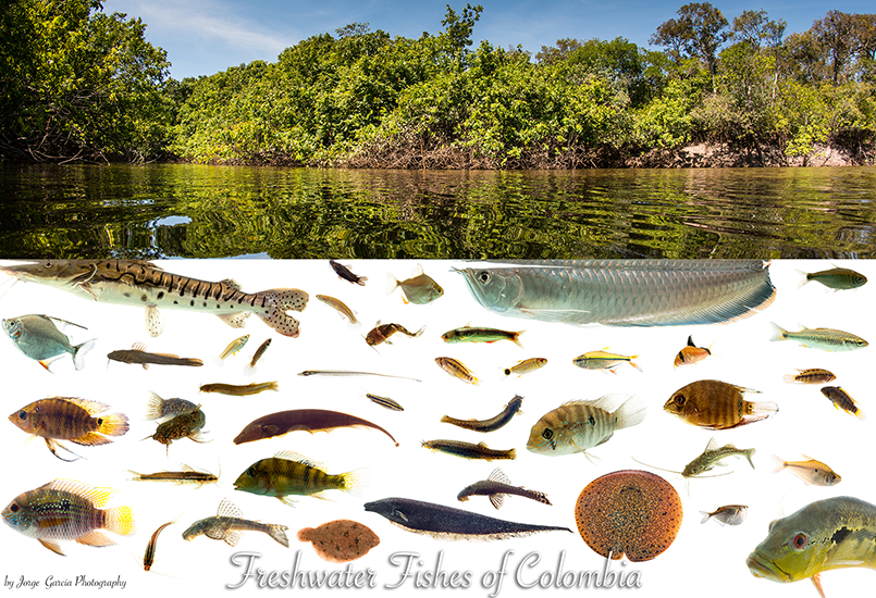 Freshwater fishes of Colombia